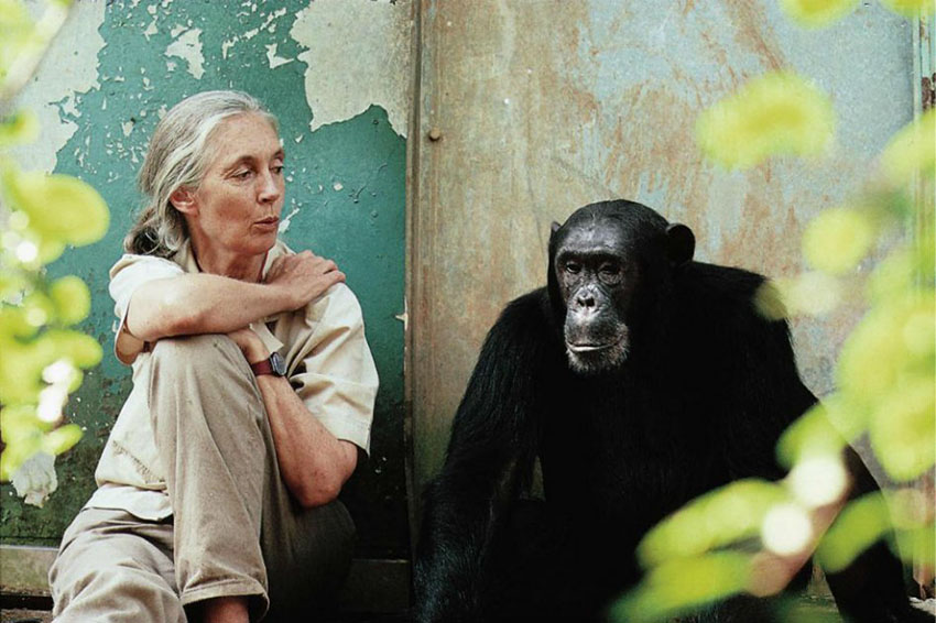 jane goodall